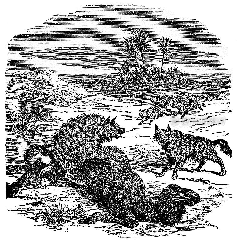 一群斑点鬣狗(Crocuta Crocuta)猎杀一只单峰骆驼()- 19世纪